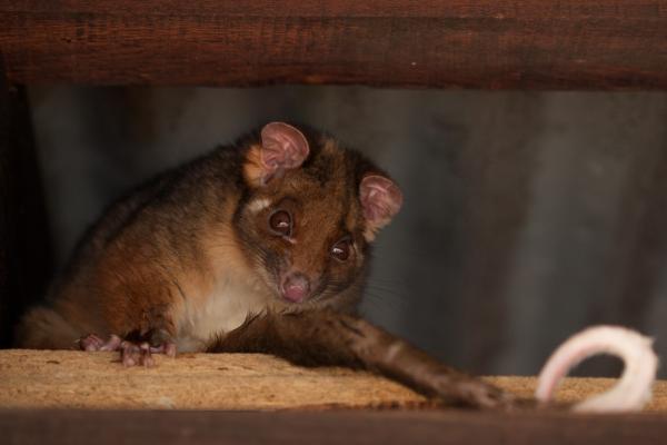 A-possum-looking-out-from-under-a-roof